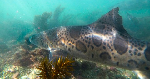 Swim With Leopard Sharks In Southern California For A Thrilling Summer Adventure