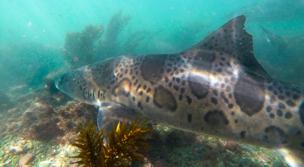 Swim With Leopard Sharks In Southern California For A Thrilling Summer Adventure