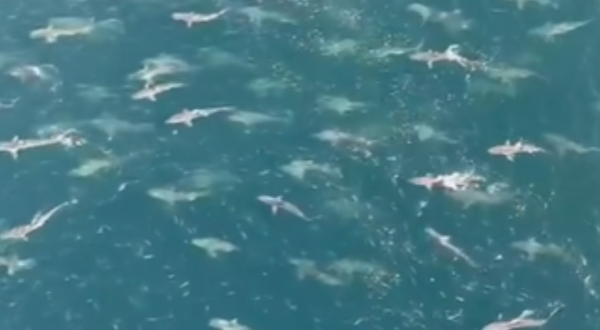 Hundreds Of Sharks Were Seen Swimming Near The Texas Gulf Coast