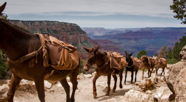 Few People Know That Mules Deliver Amazon Packages To The Bottom Of The Grand Canyon