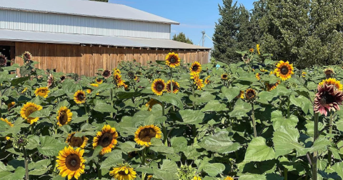 You Can Pick Your Own Bouquet Of Sunflowers At This Incredible Farm Hiding In Arizona
