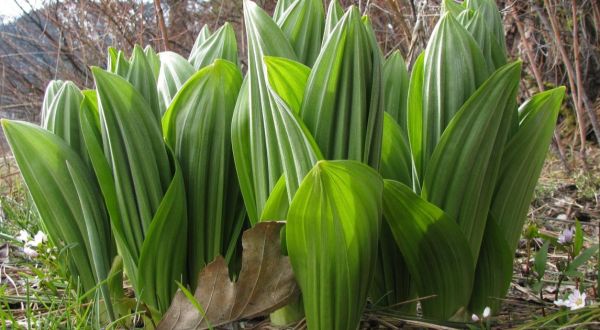There’s A Deadly Plant Growing In Vermont That Looks Like A Wild Leek