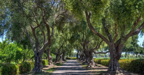 The Olive Capital Of Southern California Is One Of The Most Charming Small Towns You'll Ever Visit