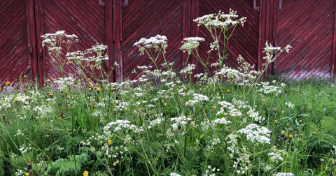 There’s A Deadly Plant Growing In Kentucky Yards That Looks Like A Harmless Weed