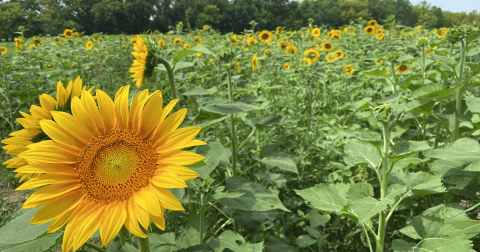 You Can Pick Your Own Bouquet Of Sunflowers At This Incredible Farm Hiding In Minnesota