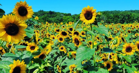 Stroll Through A Field Of Sunflowers At This Summer Festival In Connecticut