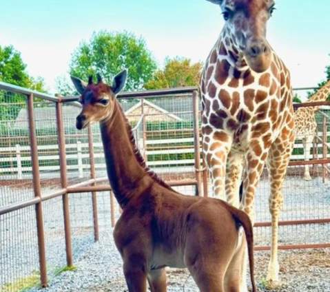 The World's First Spotless Giraffe Was Born At A Tennessee Zoo Last Month