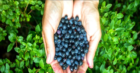 Pick Your Own Blueberries This Summer At Floral Acres U-Pick Blueberry Farm In West Virginia