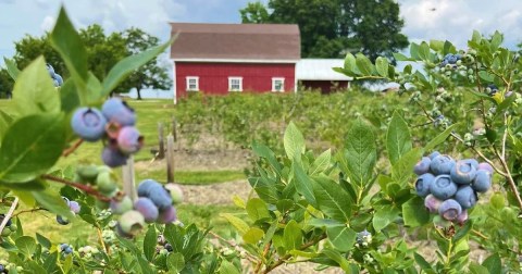 Pick Your Own Berries This Summer At Sta-N-Step Blueberry Farm In Arkansas