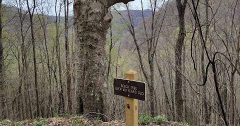 Before Word Gets Out, Visit West Virginia's Newest New River Gorge Hiking Trail