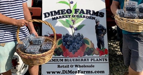 Pick Your Own Blueberries This Summer At DiMeo Farms In New Jersey