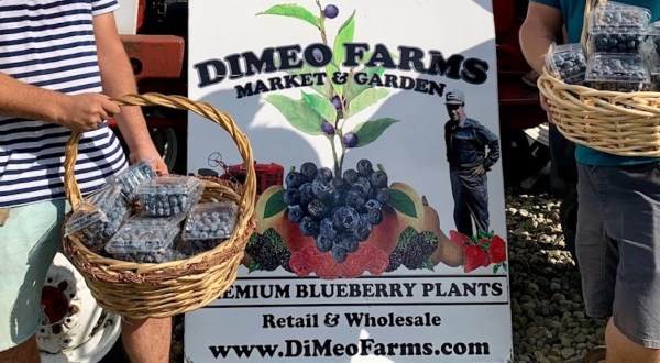 Pick Your Own Blueberries This Summer At DiMeo Farms In New Jersey
