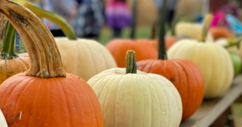 The Largest Pumpkin Patch In Virginia Is A Must-Visit Day Trip This Fall