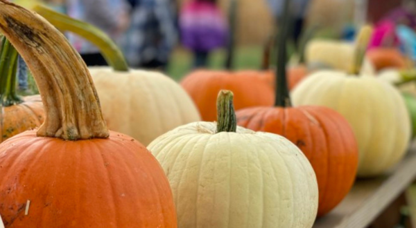 The Largest Pumpkin Patch In Virginia Is A Must-Visit Day Trip This Fall