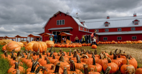 Here Are The 6 Absolute Best Pumpkin Patches In Missouri To Enjoy In 2023