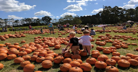 Here Are The 4 Absolute Best Pumpkin Patches In Louisiana To Enjoy In 2023