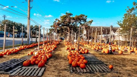 Here Are The 7 Absolute Best Pumpkin Patches In Florida To Enjoy In 2023