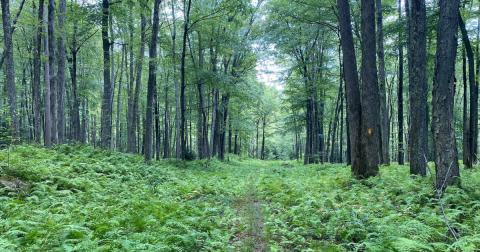 Explore This Secret Trail Through Elk Country In Pennsylvania