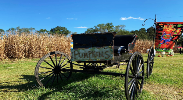 The Largest Pumpkin Patch In Louisiana Is A Must-Visit Day Trip This Fall