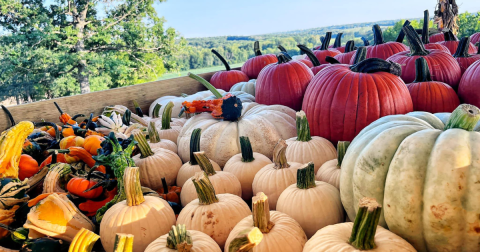 The Month-Long Harvest Festival At Rhymers Ridge Farm In Missouri Is A Must