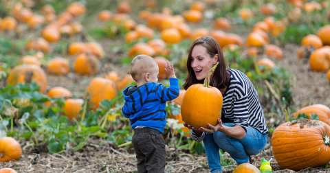 The Largest Pumpkin Patch In Mississippi Is A Must-Visit Day Trip This Fall
