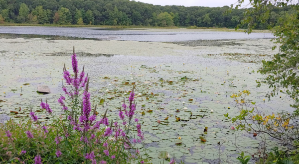 The Easy Trail That Might As Well Be The Wildflower Capital Of Rhode Island