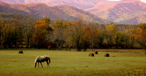 Here Are The Best Times And Places To View Tennessee's Fall Foliage In 2023