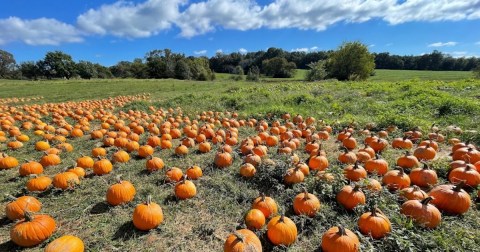 Here Are The 11 Absolute Best Pumpkin Patches In Alabama To Enjoy In 2023