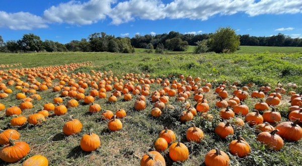 Here Are The 11 Absolute Best Pumpkin Patches In Alabama To Enjoy In 2023