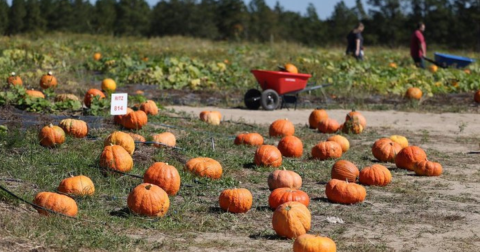 Here Are The 11 Absolute Best Pumpkin Patches In South Carolina To Enjoy In 2023
