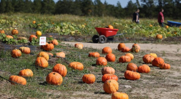 Here Are The 11 Absolute Best Pumpkin Patches In South Carolina To Enjoy In 2023