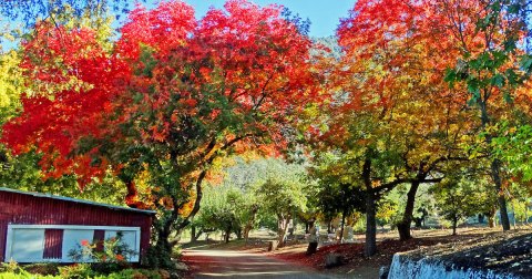 Here Are The Best Times And Places To View Southern California's Fall Foliage In 2023