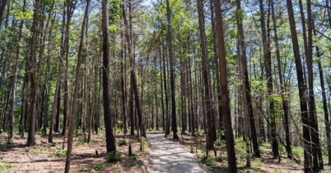 Missouri State Parks Are Now More Accessible To All Than Ever
