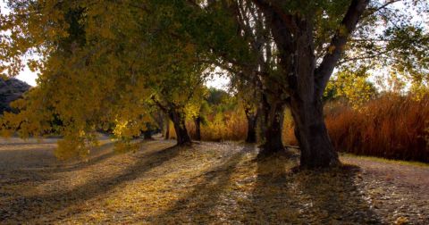 The Small State Park Where You Can View The Best Fall Foliage In Arizona