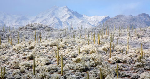 You Might Be Surprised To Hear The Predictions About Arizona's Cold And Snowy Upcoming Winter