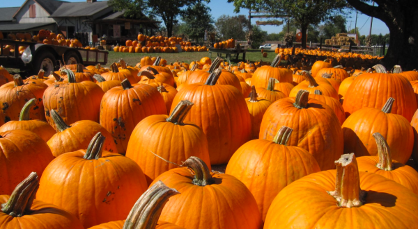 Here Are The 7 Absolute Best Pumpkin Patches In Ohio To Enjoy In 2023