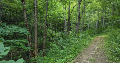 Enjoy An Unexpectedly Magical Hike On This Little-Known Park Trail In Kentucky