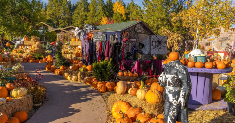 Here Are The 7 Absolute Best Pumpkin Patches In Arizona To Enjoy In 2023
