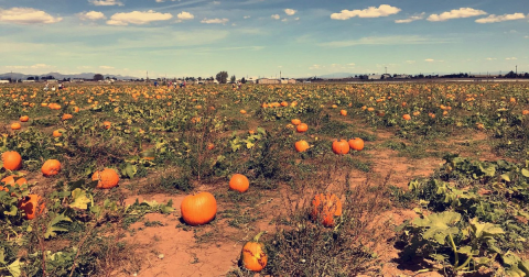 The Largest Pumpkin Patch In New Mexico Is A Must-Visit Day Trip This Fall