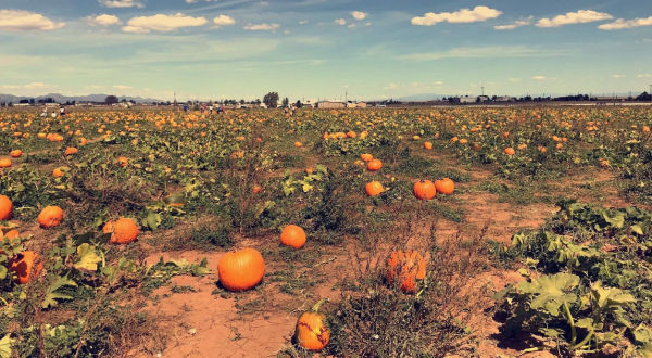 The Largest Pumpkin Patch In New Mexico Is A Must-Visit Day Trip This Fall