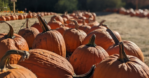 Here Are The 7 Absolute Best Pumpkin Patches In Washington To Enjoy In 2023