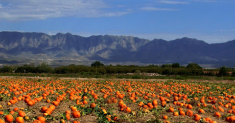 Here Are The 6 Absolute Best Pumpkin Patches In New Mexico To Enjoy In 2023