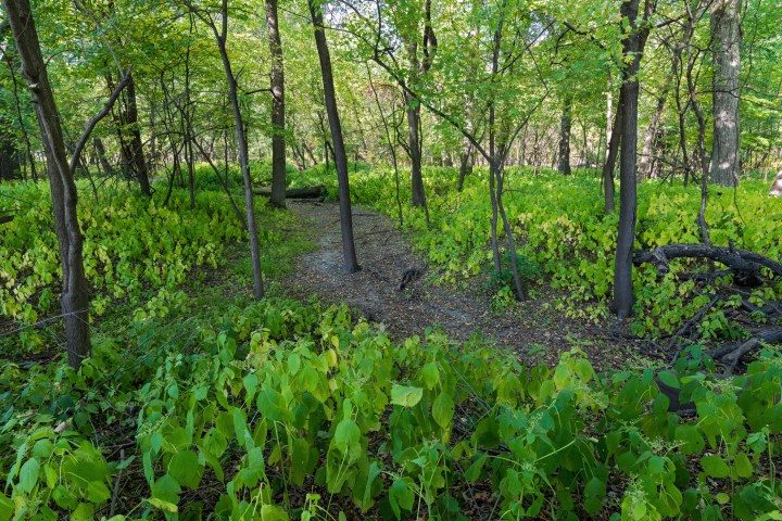 trail through forest of fort snelling state park minnesota