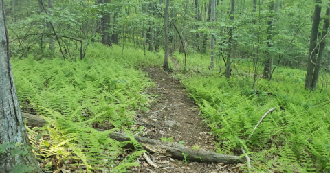 A Peaceful Escape Can Be Found Along This Connecticut Trail At Brooksvale Recreation Park