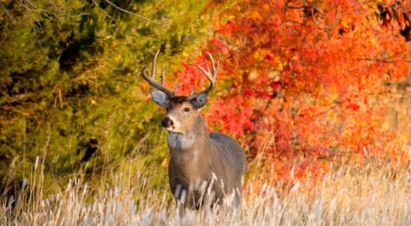 Here Are The Best Times And Places To View Kansas’s Fall Foliage In 2023