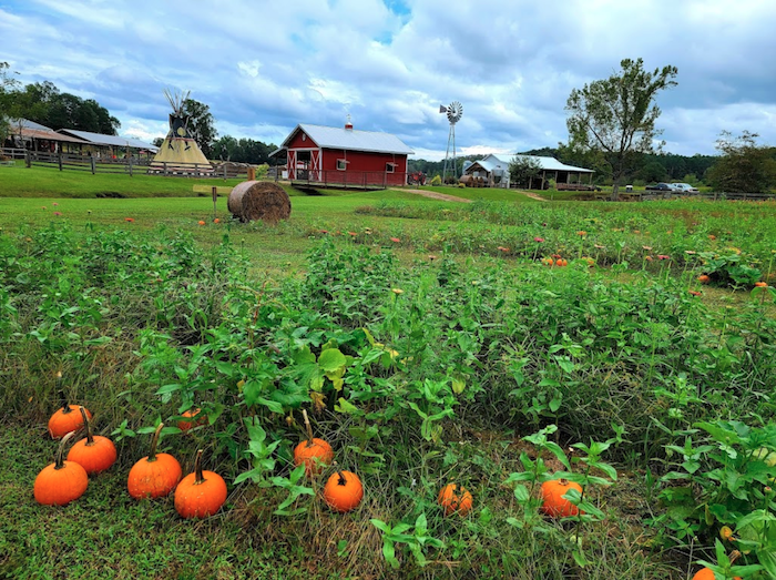 best pumpkin patches in Alabama Bennett Farms