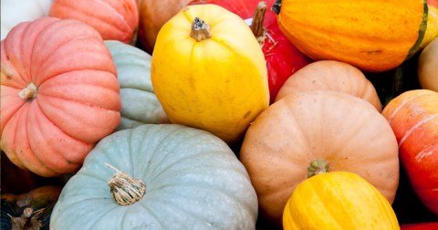 One Of The Largest Pumpkin Patches In New York Is A Must-Visit Day Trip This Fall