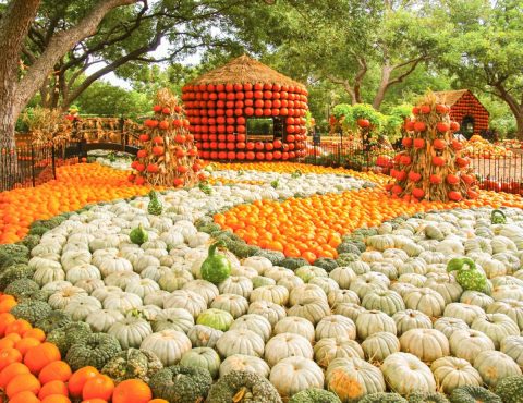 The 7 Best Fall Festivals In Texas For 2023 Will Put You In The Autumnal Spirit