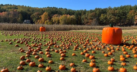 Here Are The Seven Absolute Best Pumpkin Patches In Massachusetts To Enjoy In 2023