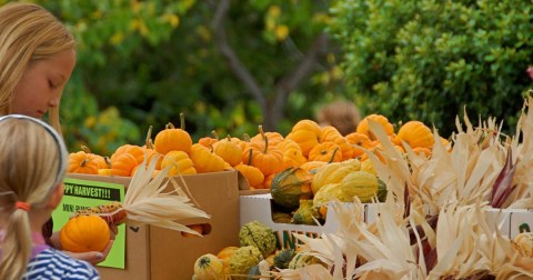 The Small-Town Harvest Festival In Northern California Belongs On Your Autumn Bucket List